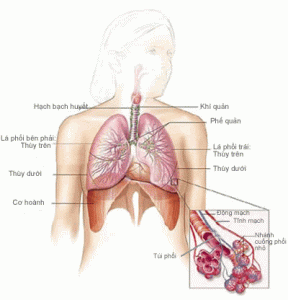 Phổi thông qua khí phổi để điều hòa giấc ngủ ngon